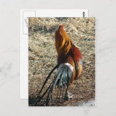 Phoenix Rooster van achteren Briefkaart (Voorkant / Achterkant)