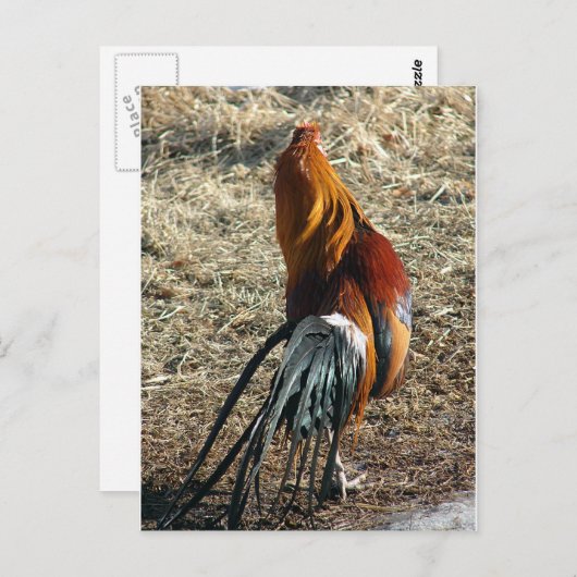 Phoenix Rooster van achteren Briefkaart (Voorkant / Achterkant)