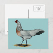 Phoenix:  Silver Duckwing Hen Briefkaart (Voorkant / Achterkant)