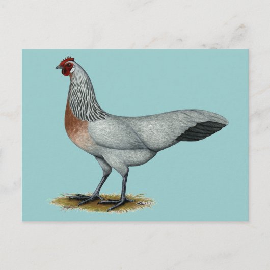 Phoenix:  Silver Duckwing Hen Briefkaart (Voorkant)