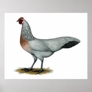 Phoenix: Silver Duckwing Hen Poster