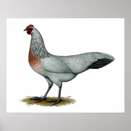 Phoenix: Silver Duckwing Hen Poster (Voorkant)