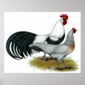 Phoenix: Silver Duckwing Pair Poster (Voorkant)