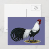 Phoenix:  Silver Duckwing Rooster Briefkaart (Voorkant / Achterkant)