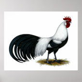 Phoenix: Silver Duckwing Rooster Poster (Voorkant)