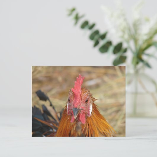 Phoenix staart naar de camera briefkaart (Staand voorkant)