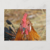 Phoenix staart naar de camera briefkaart (Voorkant)