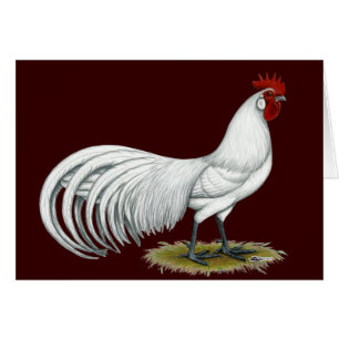 Phoenix: Witte rooster