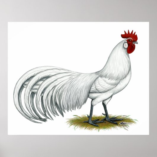 Phoenix: Witte rooster Poster (Voorkant)
