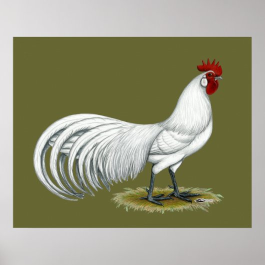 Phoenix: Witte rooster Poster (Voorkant)