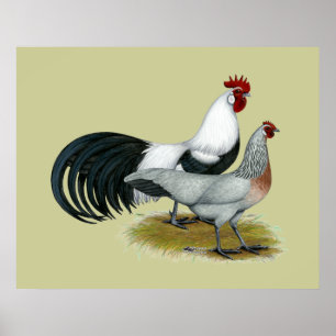 Phoenix:  Zilveren Paar Duckwing Poster
