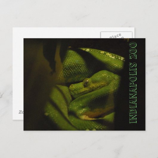 Photo Emerald Tree Boa Indy Zoo Briefkaart (Voorkant / Achterkant)