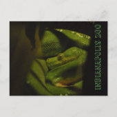 Photo Emerald Tree Boa Indy Zoo Briefkaart (Voorkant)