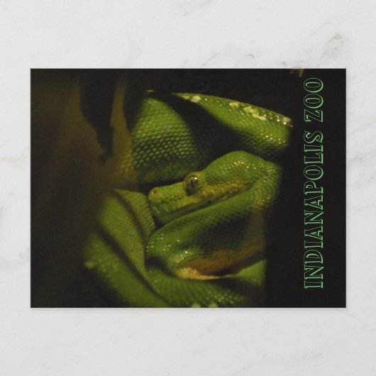 Photo Emerald Tree Boa Indy Zoo Briefkaart (Voorkant)