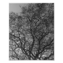 Photo Enlargement Foto Afdruk