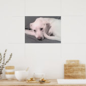Photo of White Dog With Curvy Tail Against Face Poster (Keuken)