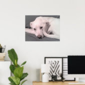 Photo of White Dog With Curvy Tail Against Face Poster (Thuiskantoor)