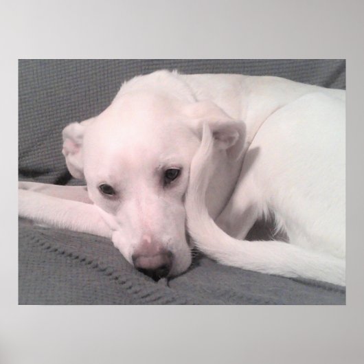 Photo of White Dog With Curvy Tail Against Face Poster (Voorkant)