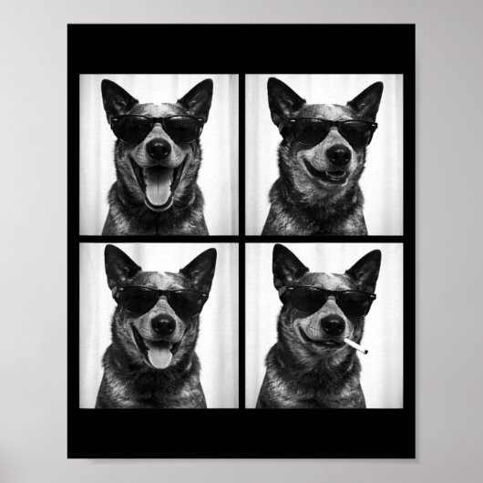 Photobooth Australische veehond Grappige hond self Poster (Voorkant)