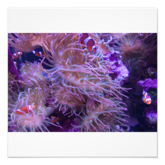 Photograph #Y008 on LARGE Photograph Foto Afdruk