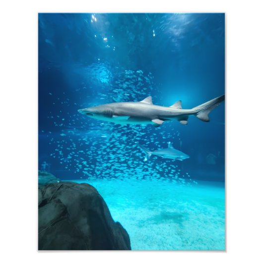 Photograph #Y043 on MEDIUM SIZE Poster (Voorkant)