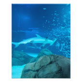 Photograph #Y044 on MEDIUM SIZE Poster (Voorkant)