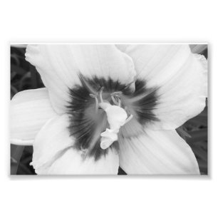 Photoshop Print Lily Foto Afdruk