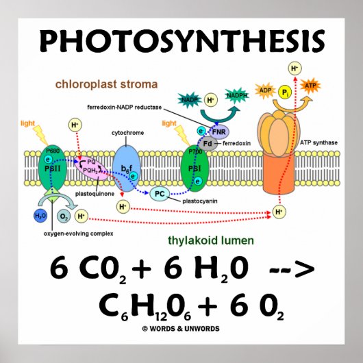 Photosynthesis (Light-Dependent) Chemical Equation Poster (Voorkant)