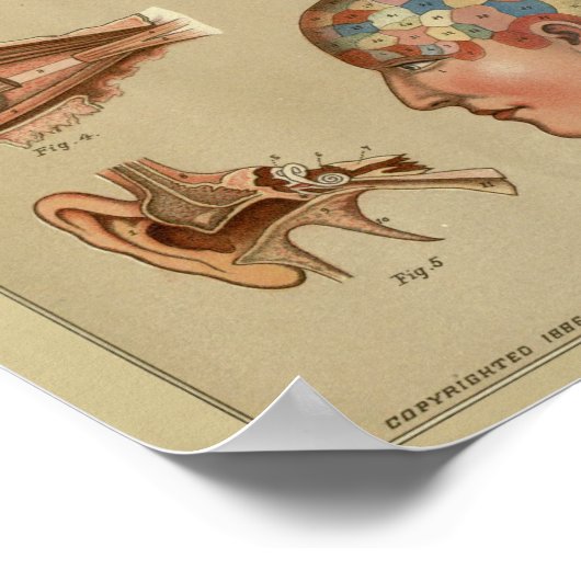 Phrenology Head Anatomy Print  (Hoek)
