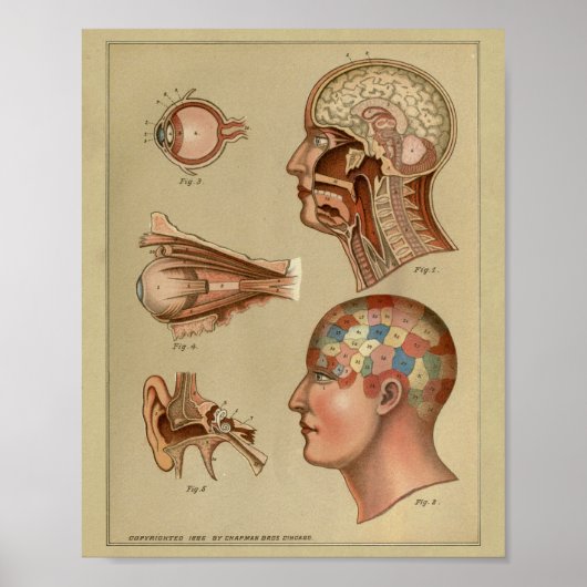 Phrenology Head Anatomy Print  (Voorkant)