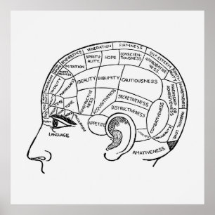  Phrenology Neurology geïllustreerd Poster