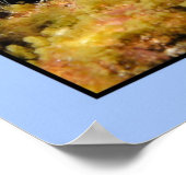 Phyllidia varicosa poster (Hoek)