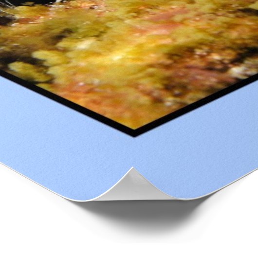 Phyllidia varicosa poster (Hoek)