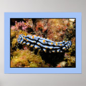 Phyllidia varicosa poster (Voorkant)