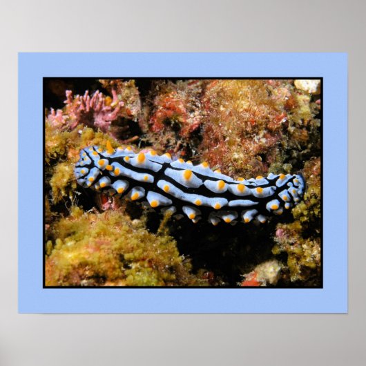 Phyllidia varicosa poster (Voorkant)