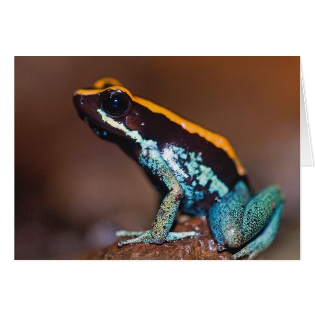 Phyllobates vittatus, een gifpijlkikker (Voorkant Horizontaal)