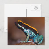 Phyllobates vittatus, een gifpijlkikker briefkaart (Voorkant / Achterkant)