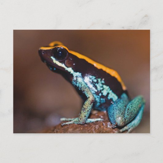 Phyllobates vittatus, een gifpijlkikker briefkaart (Voorkant)