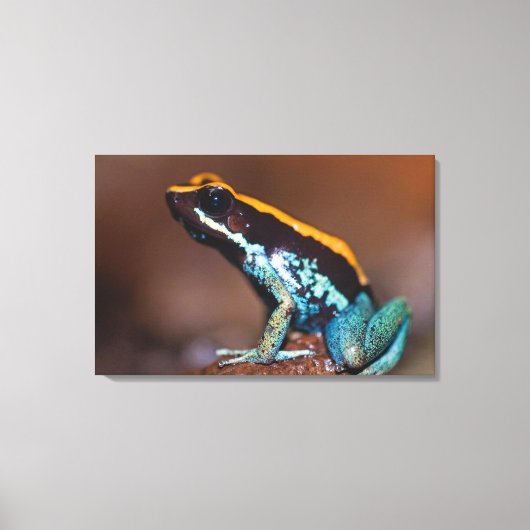 Phyllobates vittatus, een gifpijlkikker canvas afdruk (Voorkant)