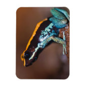 Phyllobates vittatus, een gifpijlkikker magneet (Verticaal)