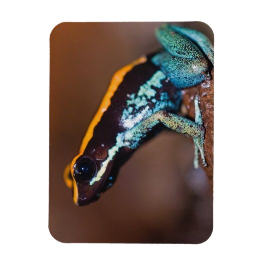 Phyllobates vittatus, een gifpijlkikker magneet (Verticaal)