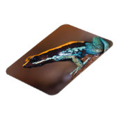 Phyllobates vittatus, een gifpijlkikker magneet (Linkerzijde)