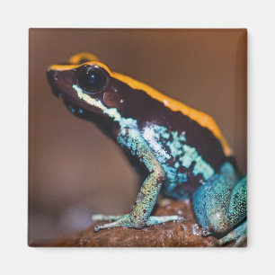 Phyllobates vittatus, een gifpijlkikker magneet