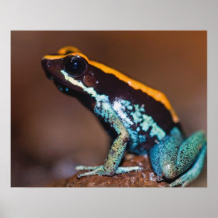 Phyllobates vittatus, een gifpijlkikker poster