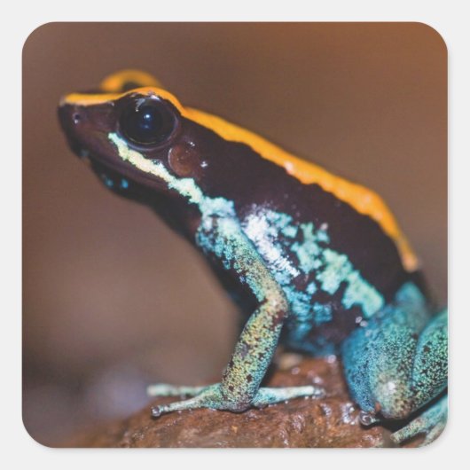Phyllobates vittatus, een gifpijlkikker vierkante sticker (Voorkant)