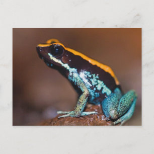 Phyllobates vittatus, een pijlgifkikker briefkaart