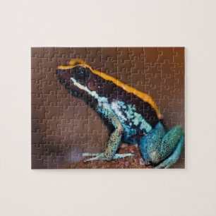 Phyllobates vittatus, een pijlgifkikker legpuzzel