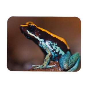 Phyllobates vittatus, een pijlgifkikker magneet