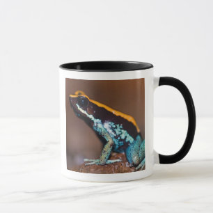 Phyllobates vittatus, een pijlgifkikker mok