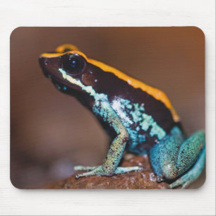 Phyllobates vittatus, een pijlgifkikker muismat